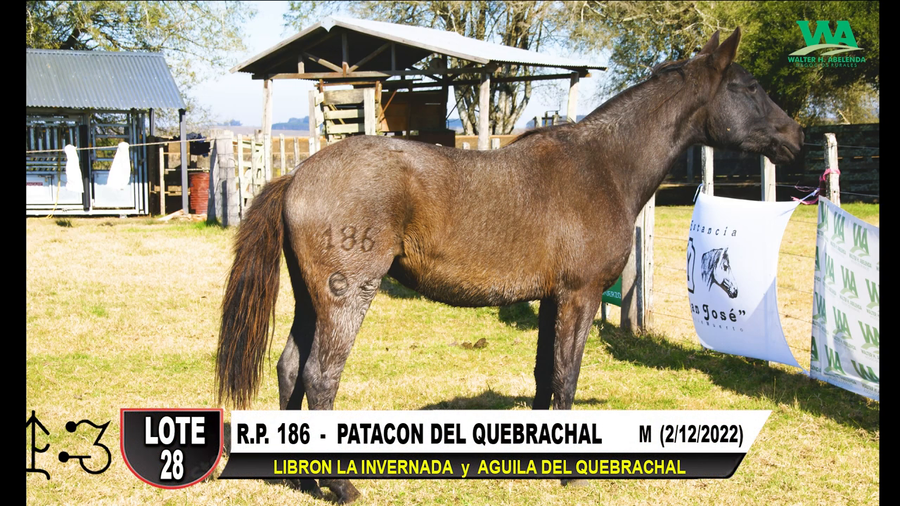 Lote PATACON DEL QUEBRACHAL