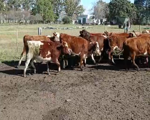 Lote 23 Vaquillonas más de 2 años en Andresito, Flores