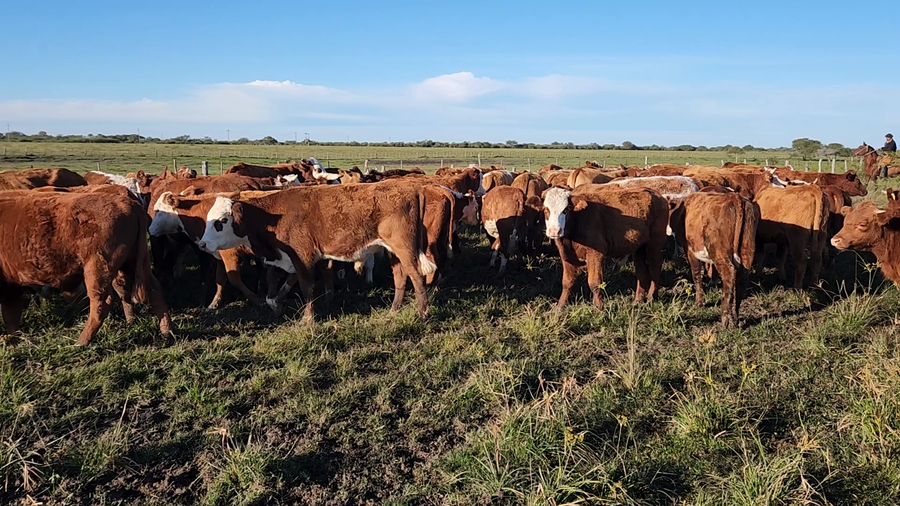 Lote 70 Novillitos en Sauce, Corrientes