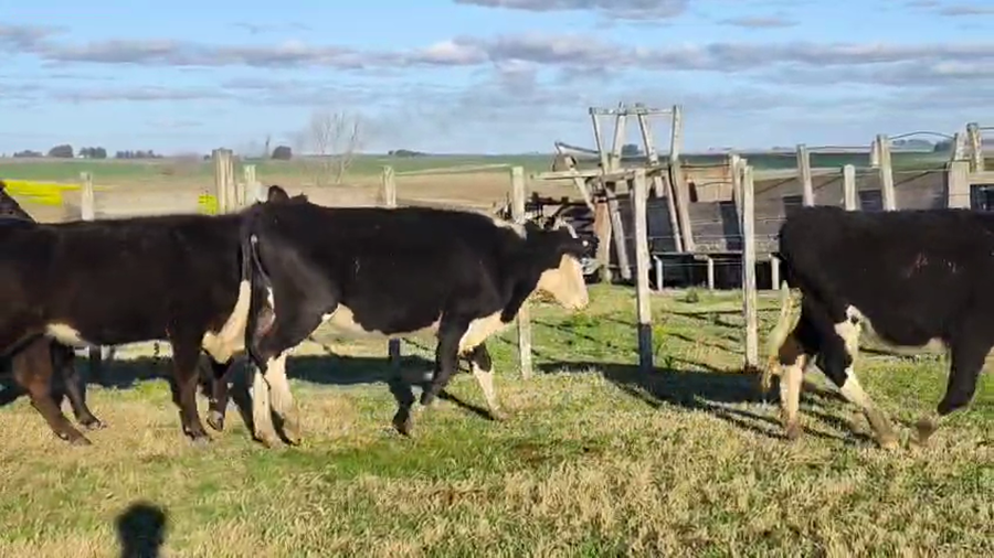 Lote 28 Vaquillonas  a remate en Pantalla Aniversario - Escritorio Camy, San José