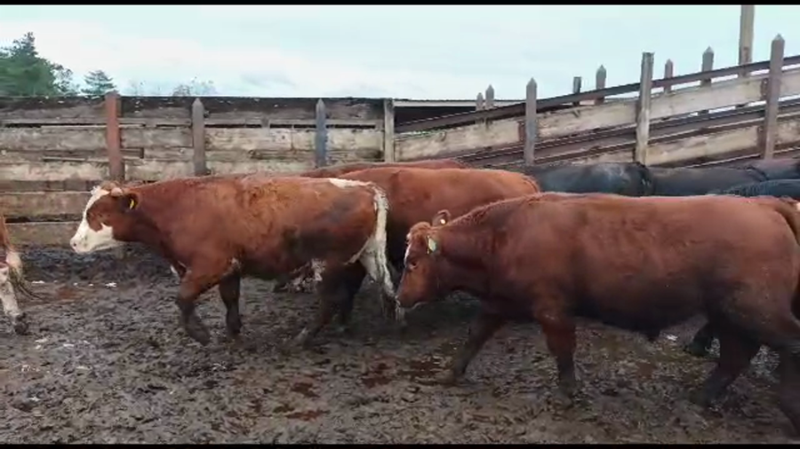 Lote 20 Novillo Gordo en Los Ángeles, VIII Región Biobío