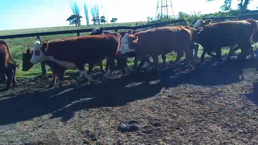 Lote 31 Novillos