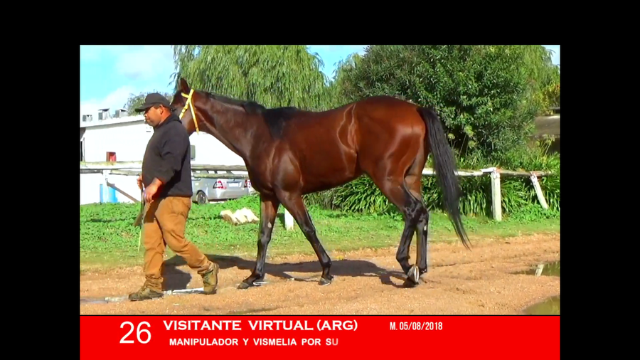 Lote VISITANTE VIRTUAL (ARG)