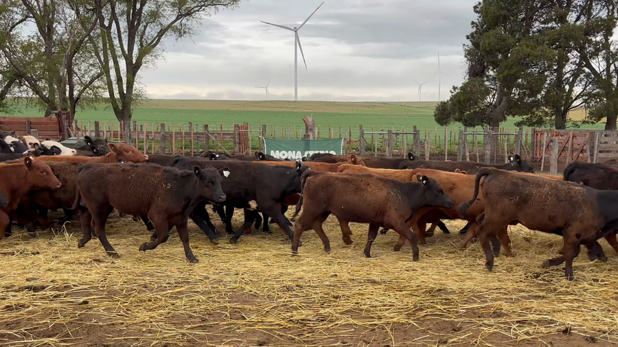 Lote 120 Terneras en Buenos Aires, Tornquist