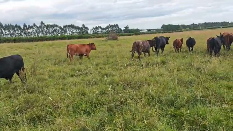 Lote 18 Terneros/as en Entre Ríos, Chajarí