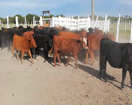 Lote 70 Terneros/as en Federal, Entre Ríos