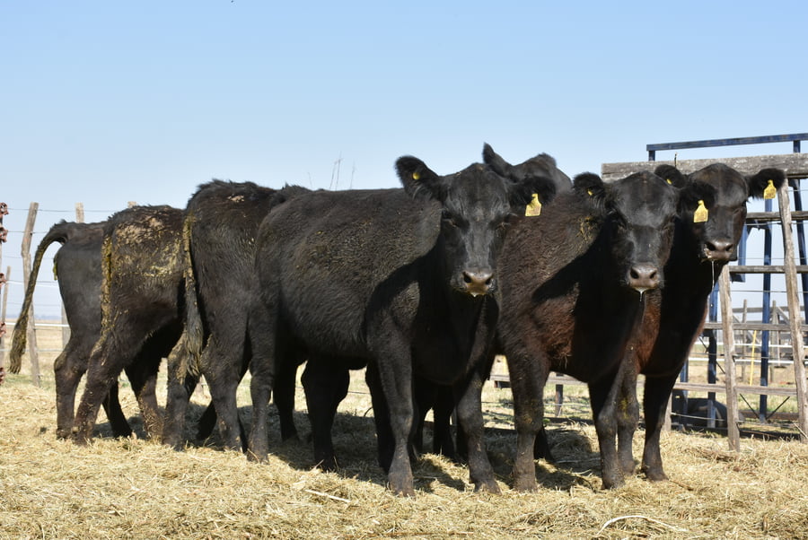 Lote HEMBRAS PURAS CONTROLADAS(NEGRA)(Corral 62)