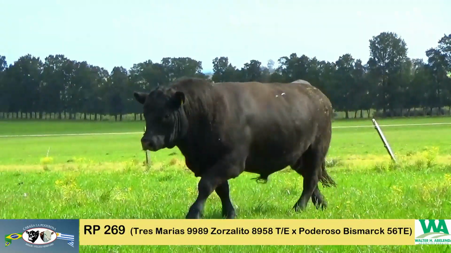 Lote PODEROSO ZORZALITO 269