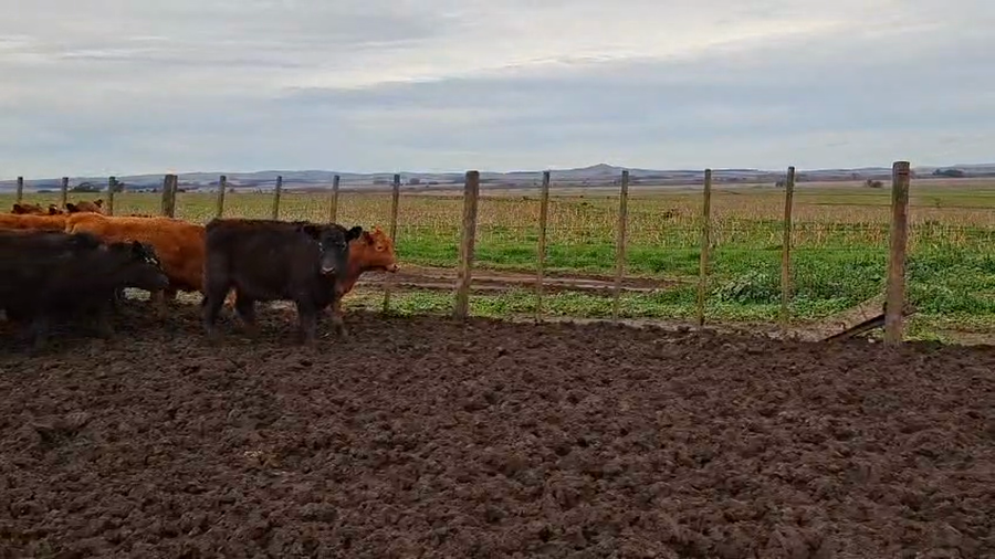 Lote 110 Novillitos en Buenos Aires, Tandil