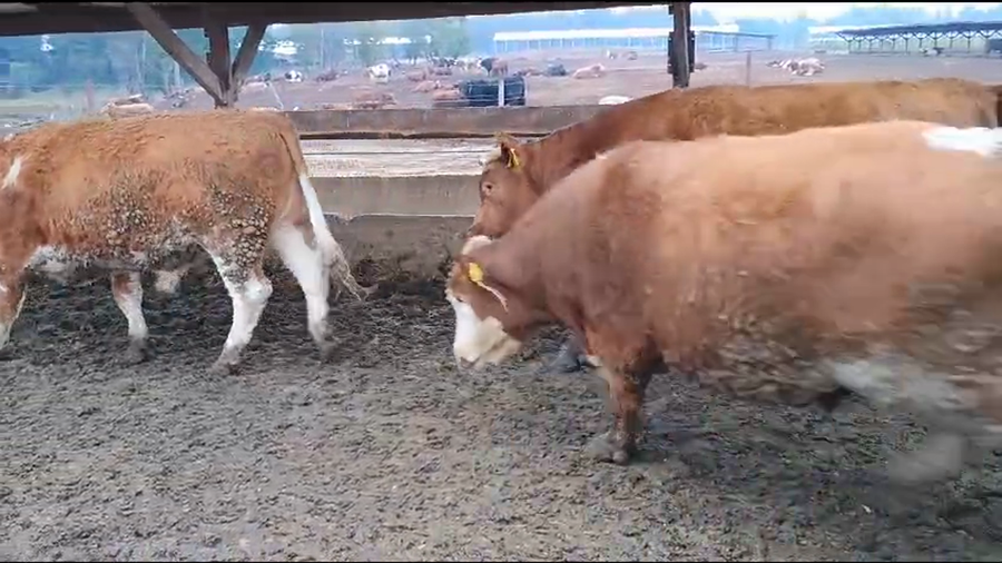 Lote 20 Novillo Gordo en Los Ángeles, VIII Región Biobío