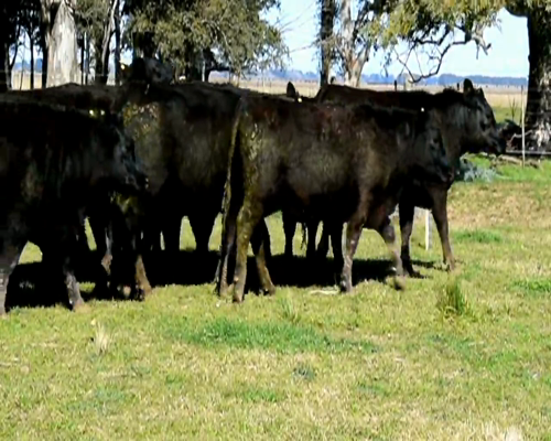 Lote VAQUILLONAS ANGUS NEGRAS PREÑADAS