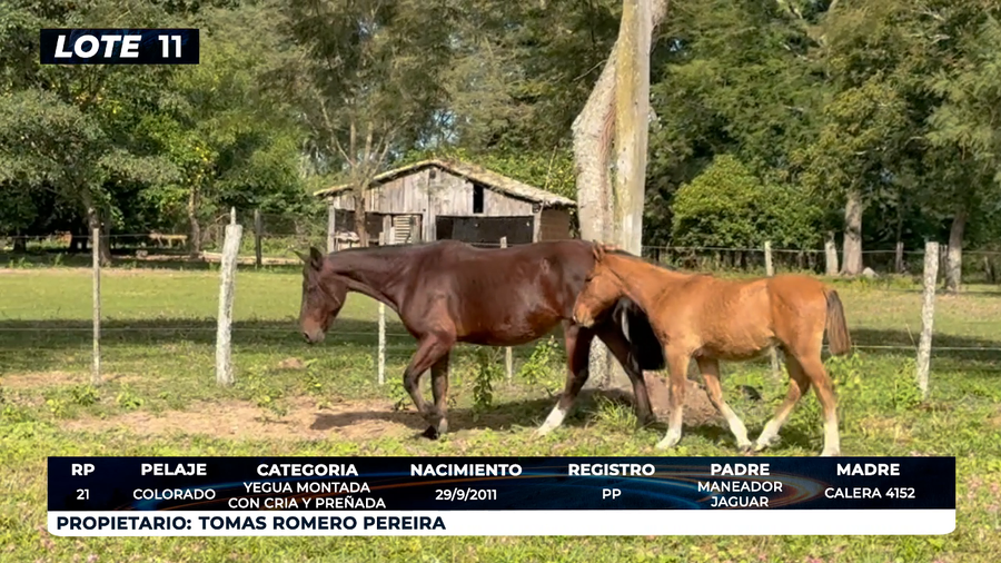 Lote LOTE 11