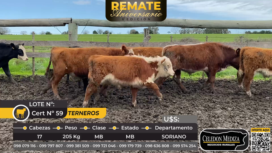 Lote 17 Terneros en Soriano