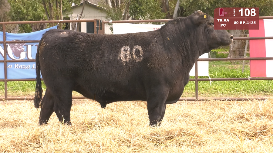 Lote TOROS ANGUS NEGROS  PC