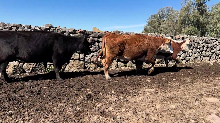 Lote VACAS PREÑADAS