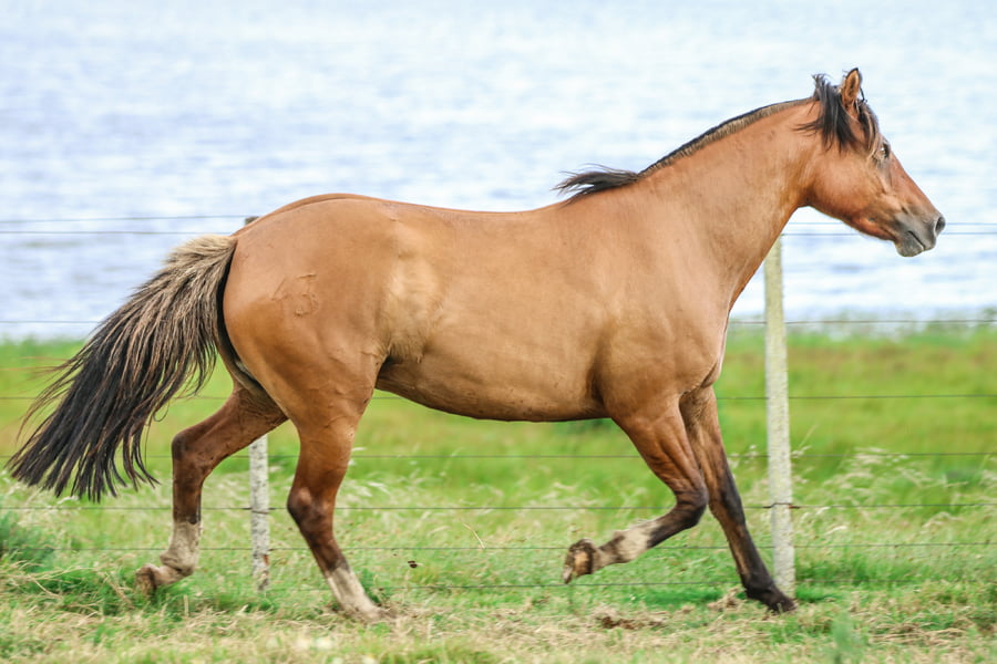 Lote CATANDUVA GRACIELA BORGES