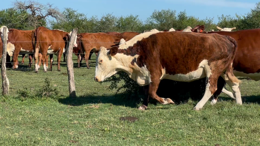 Lote 30 Vacas medio uso C/ gtia de preñez en Corrientes, Curuzu Cuatia