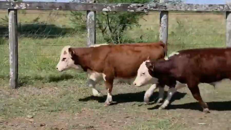 Lote 70 Terneras