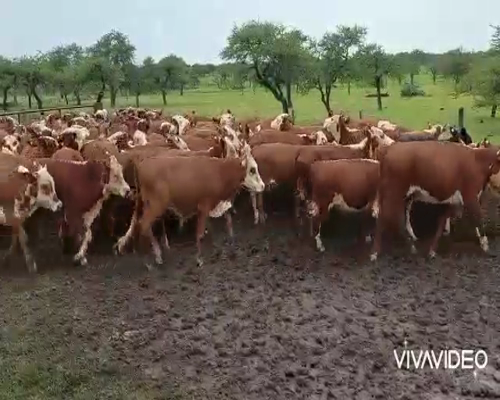 Lote 75 Terneros/as en Curuzú-Cuatiá, Corrientes