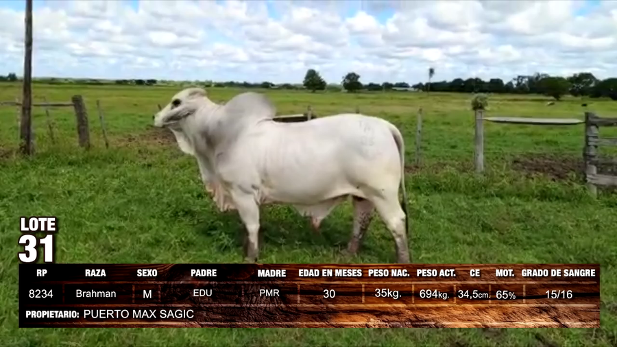 Lote Brahman