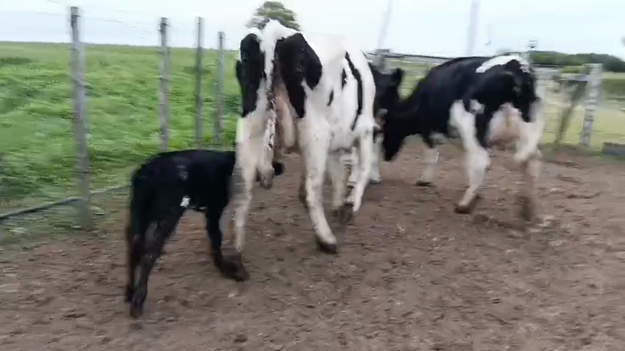 Lote 2 Vaquillonas  a remate en Pantalla Especial de Otoño, San José