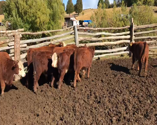 Lote 60 Ternero en XI Región Aysén, Coyhaique