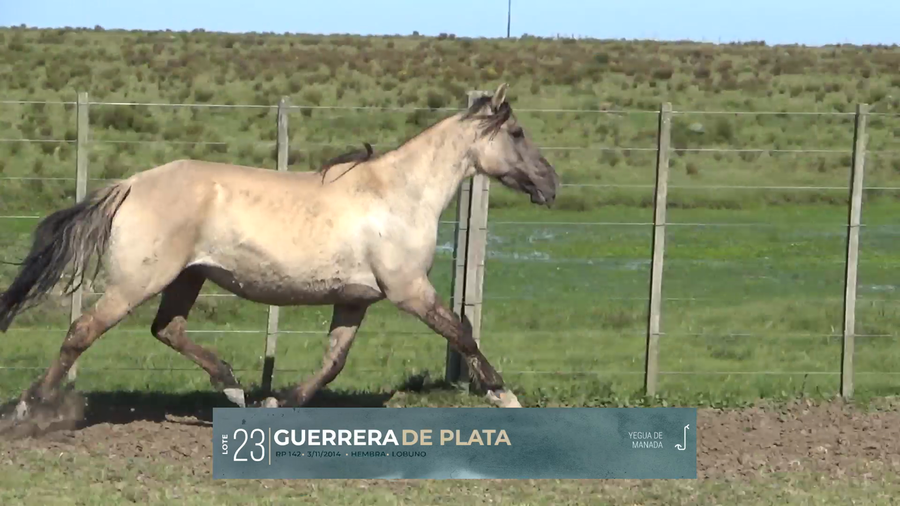 Lote Yeguarizos a remate en Criollos, Montevideo