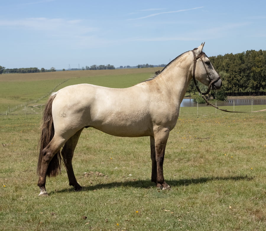 Lote INCHALÁ INFIEL