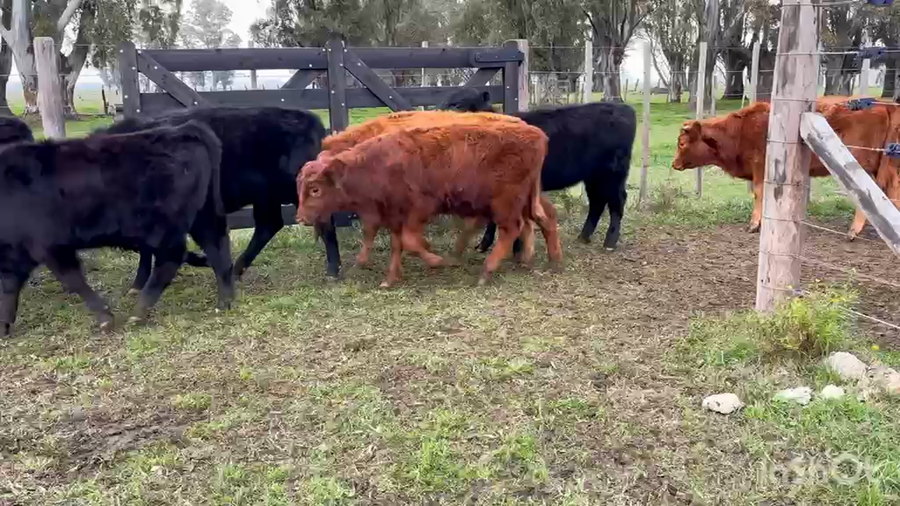 Lote 29 Terneros/as