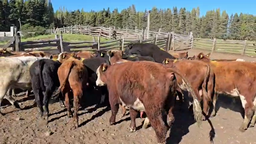 Lote 37 Ternero en Coyhaique, XI Región Aysén