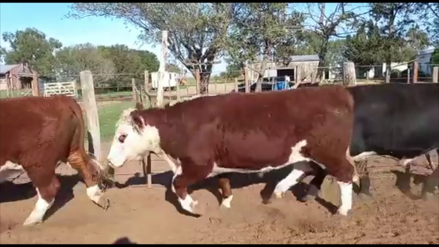 Lote 30 Novillos