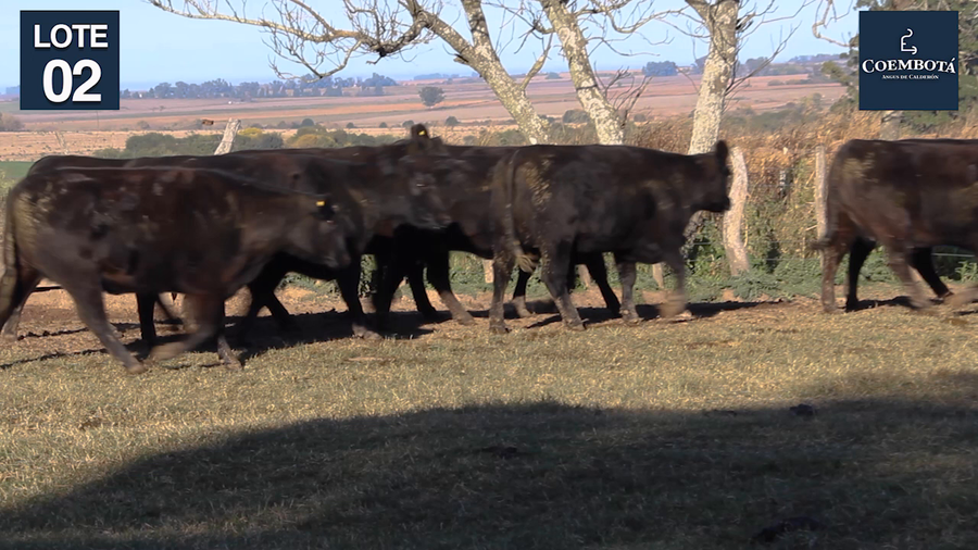 Lote CABAÑA "COEMBOTA" DE CALDERON VIENTRES PC Y MAS NEGROS PREÑADOS