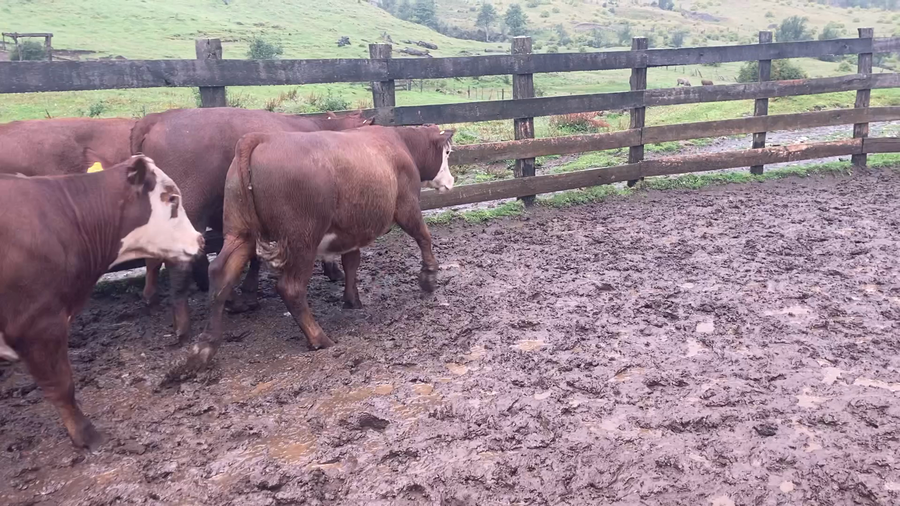 Imagen 1 del Lote Lote 29 Novillo Engorda en Chile Chico, XI Región Aysén