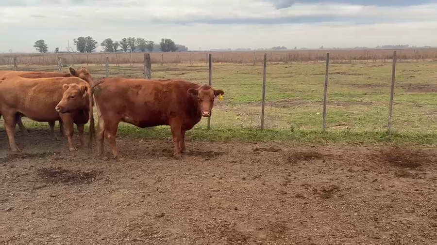 Lote 35 Vacas nuevas C/ gtia de preñez en Buenos Aires, Suipacha
