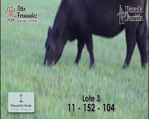 Lote LOTE 2- Vaquillonas Angus PI preñadas