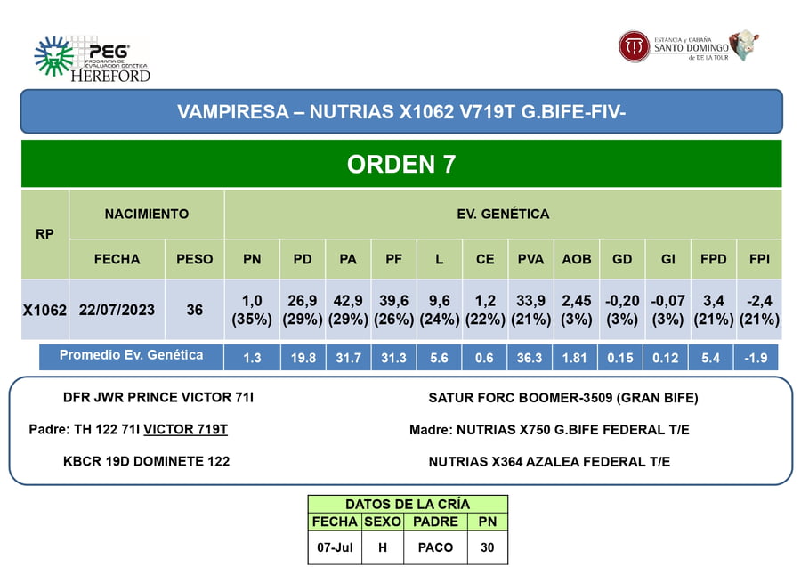 Lote Vaquillonas PP