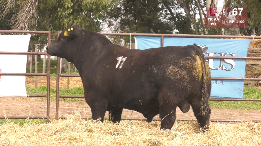 Lote TOROS ANGUS NEGROS  PC