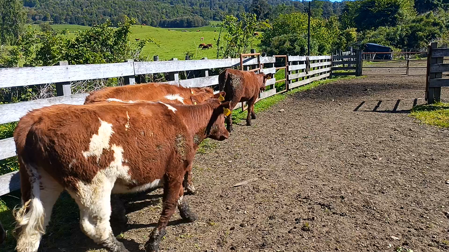 Lote 50 Vaquilla Engorda en Futrono, XIV Región Los Ríos
