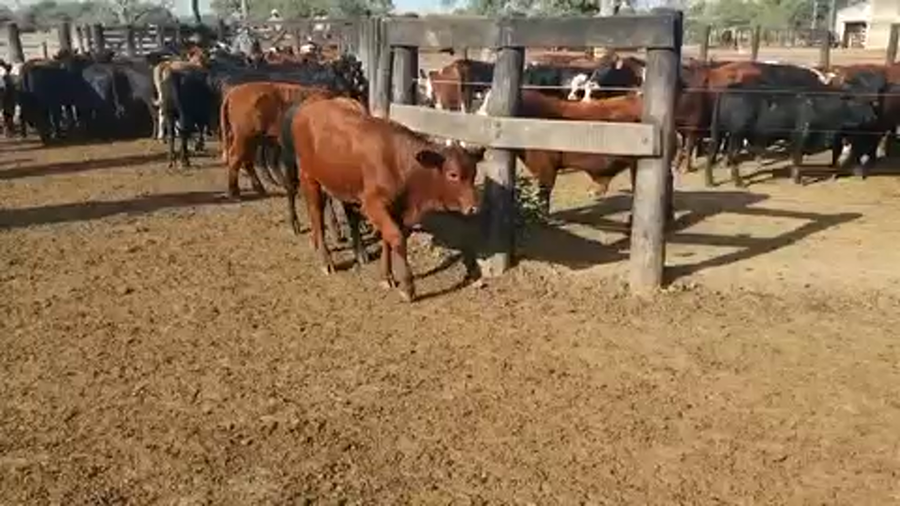 Lote 68 Vaquillonas en Intiyaco, Santa Fe