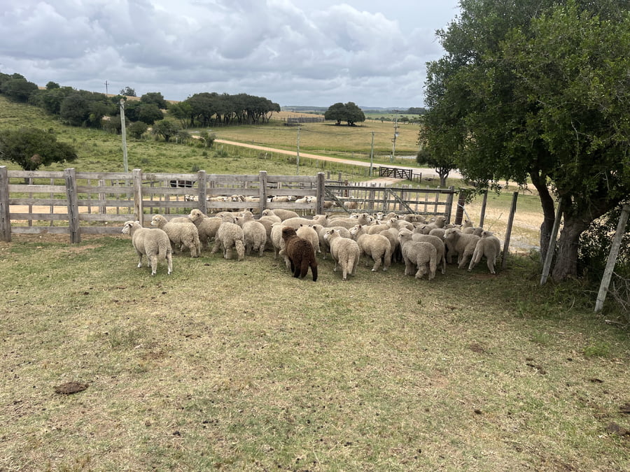 Lote Corderos mamones