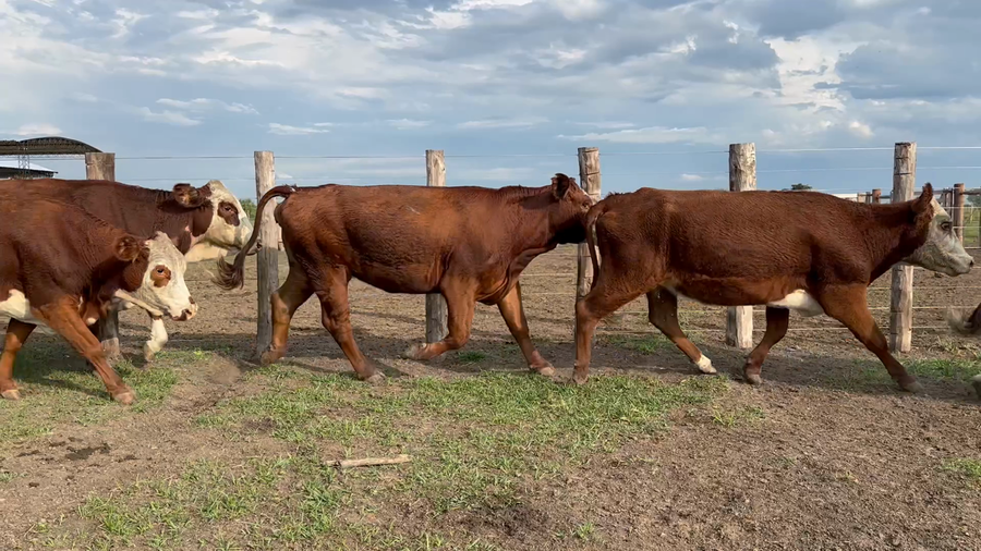 Lote 70 Vacas de invernar en Corrientes, Sauce