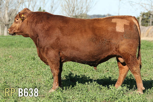 Lote 3 TOROS PUROS DE PEDIGREE