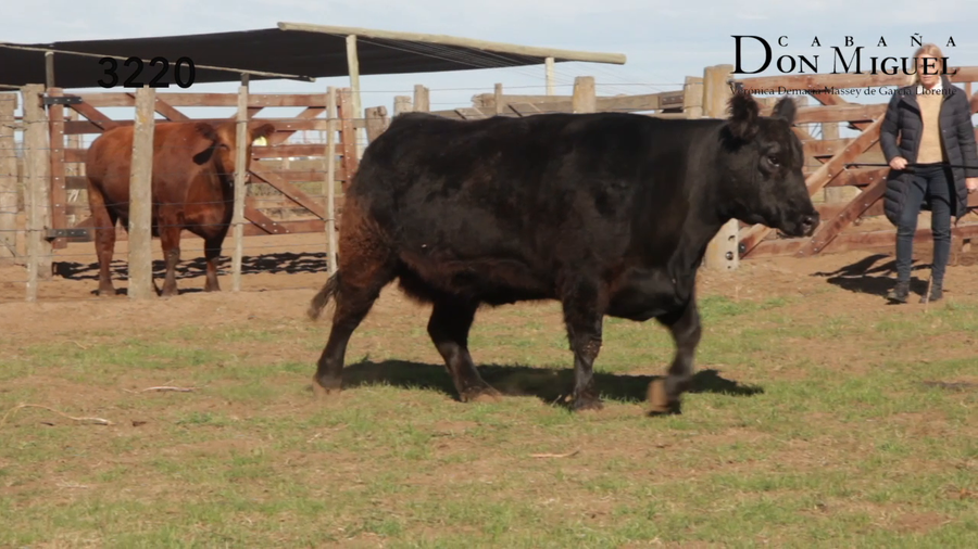 Lote VACAS PURAS DE PEDIGREE