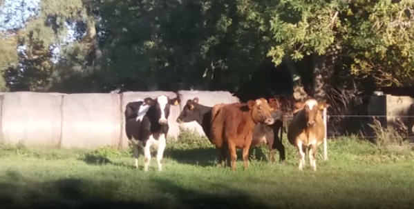 Lote 4 Vaca en Colonia