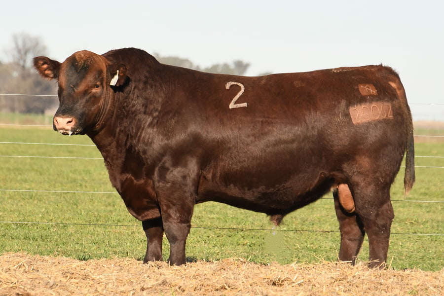 Lote TORO ANGUS PC