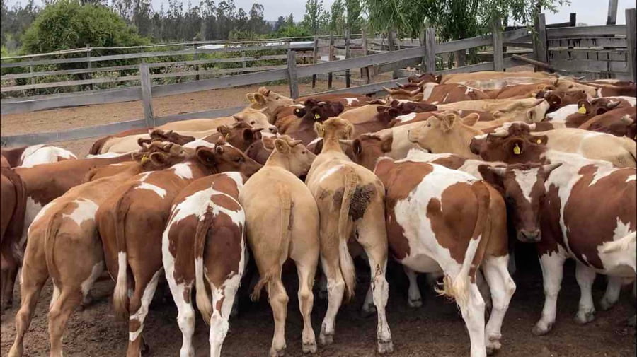 Lote 50 Novillo Engorda en  Litueche, VI  Región O'Higgins