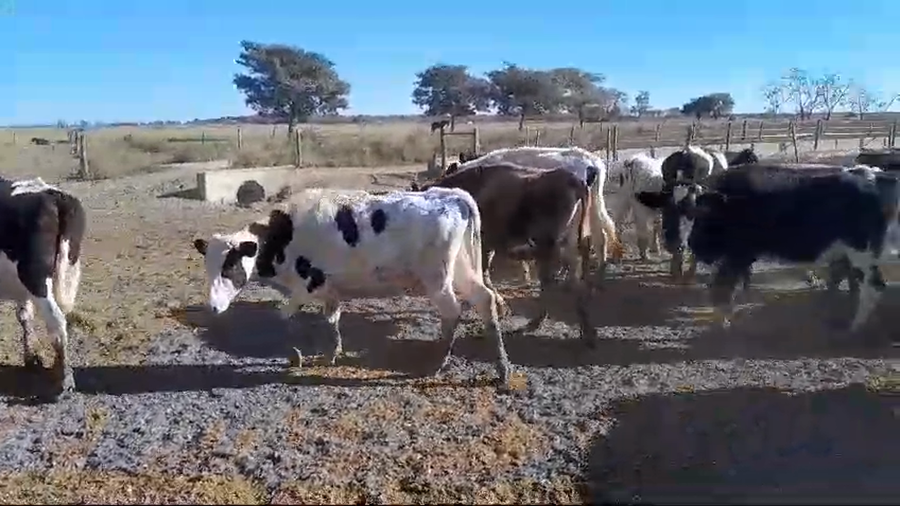 Lote 32 Novillos Holando Argentino y Jersey en La Criolla, Santa Fe