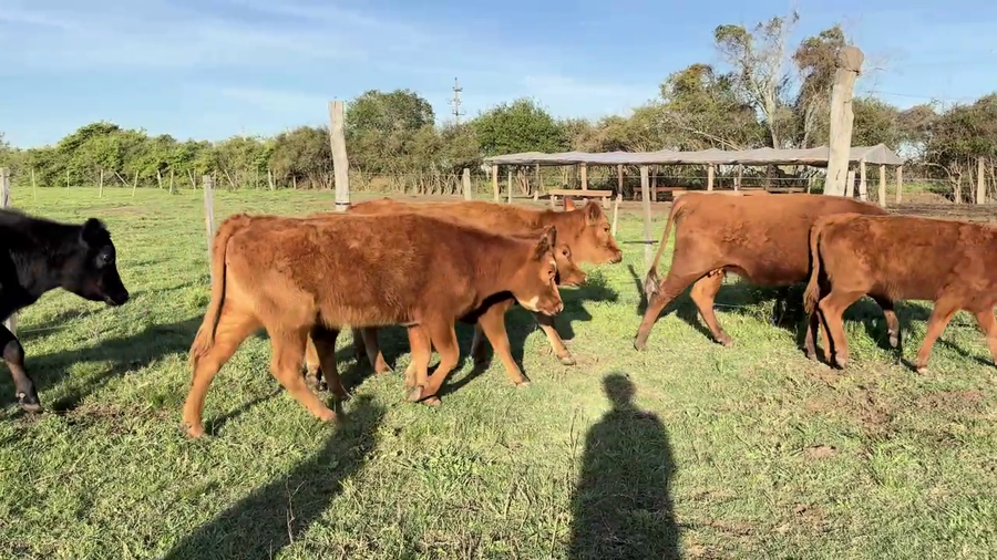 Lote VAQUILLONAS DE 1 a 2 AÑOS