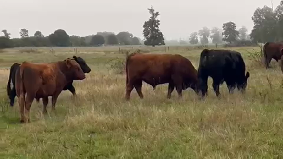 Lote 44 Novillo Gordo en Purranque, X Región Los Lagos