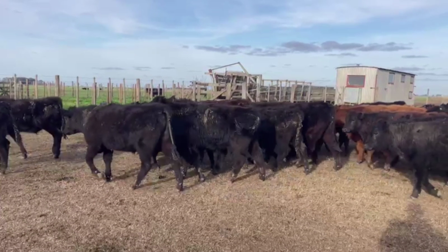 Lote 55 TERN. MACHOS, TANDIL, BS. AS.